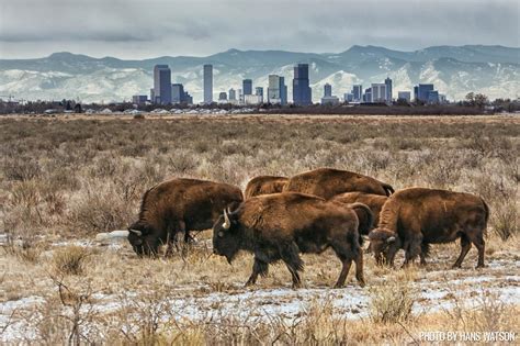 Rocky mountain arsenal wildlife refuge - According to users from AllTrails.com, the best wildlife trail to hike in Rocky Mountain Arsenal National Wildlife Refuge is Lake Ladora Loop, which has a 4.2 star rating from …
